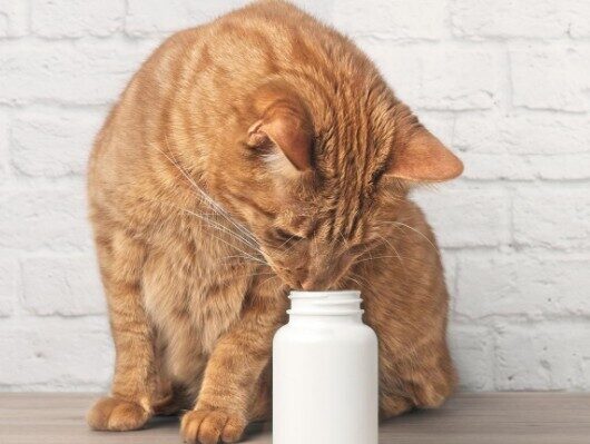 Vitamīni un barības piedevas